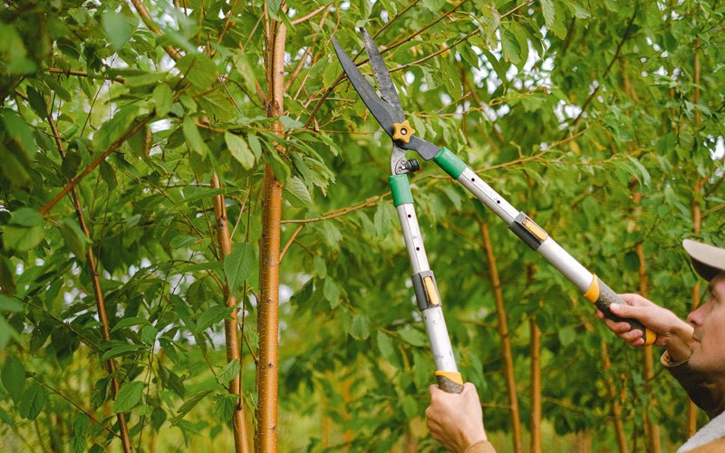 Tree trimming in Rapelje, MT